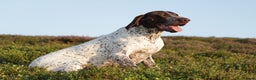 German Shorthaired Pointer dogs for stud: Outstanding example of a working Gsp in Lancaster - Advert 9