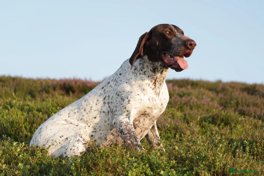 German Shorthaired Pointer dogs for stud: Outstanding example of a working Gsp in Lancaster - Advert 9
