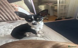 Chihuahua dogs for sale: BEAUTIFUL TRI TINY CHIHUAHUA PUPPY - Image 5