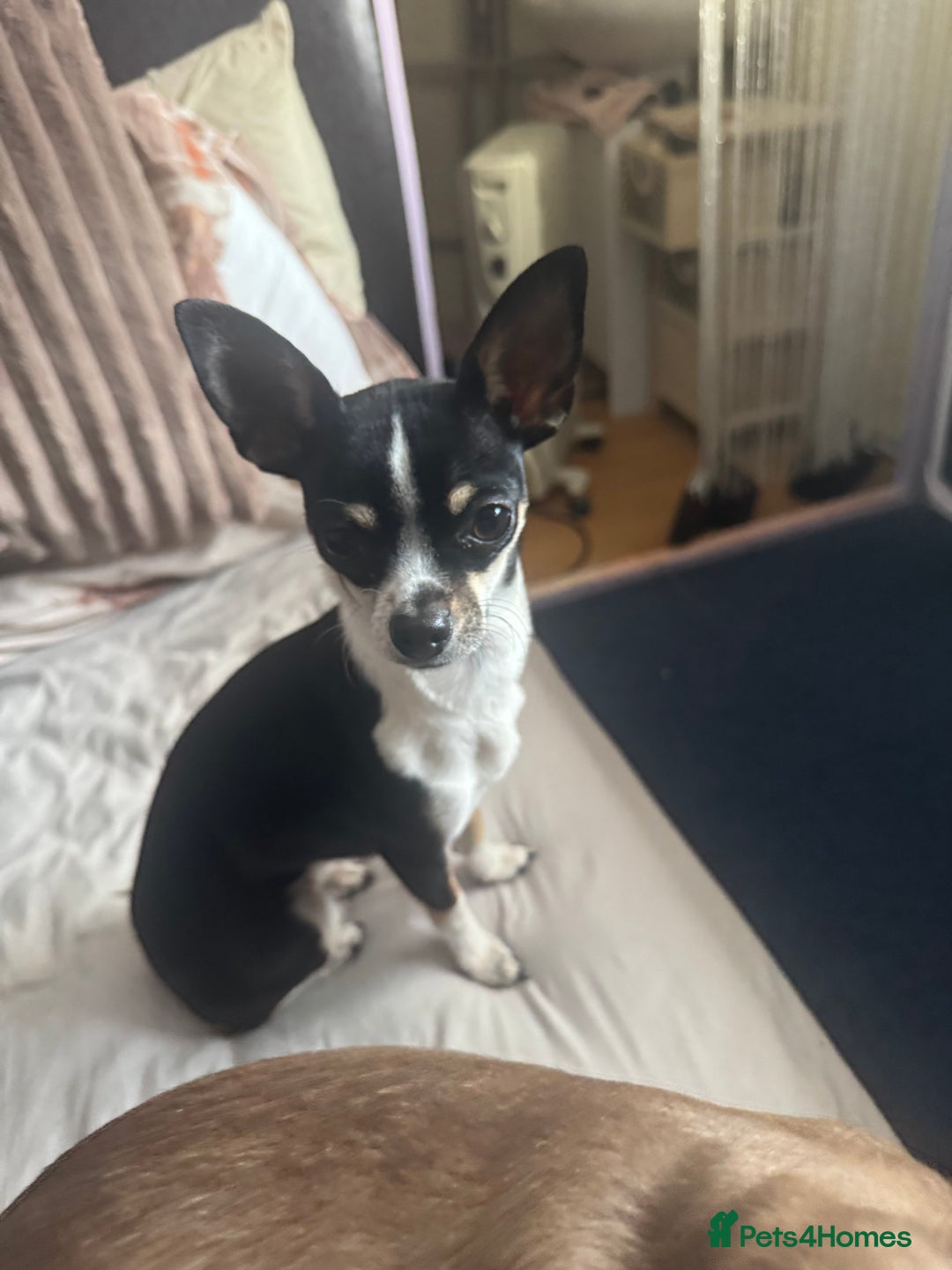 Chihuahua dogs for sale: BEAUTIFUL TRI TINY CHIHUAHUA PUPPY - Image 5