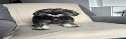 Miniature Schnauzer dogs for sale: Beautiful Miniature Schnauzers  - Advert 7