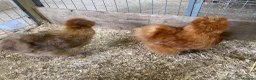 Hens poultry for sale: USA Silkie trio - Advert 3
