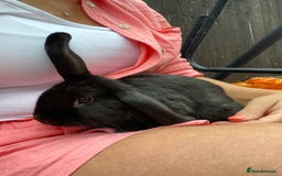 Mini Lop rabbits for sale: Mini lop  in London - Image 1
