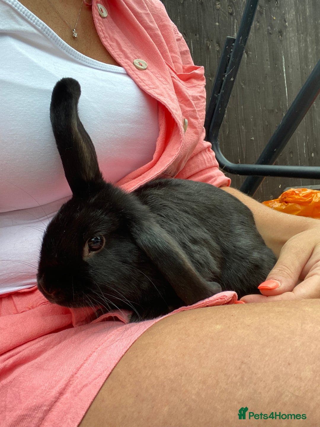 Mini Lop rabbits for sale: Mini lop  in London - Image 1