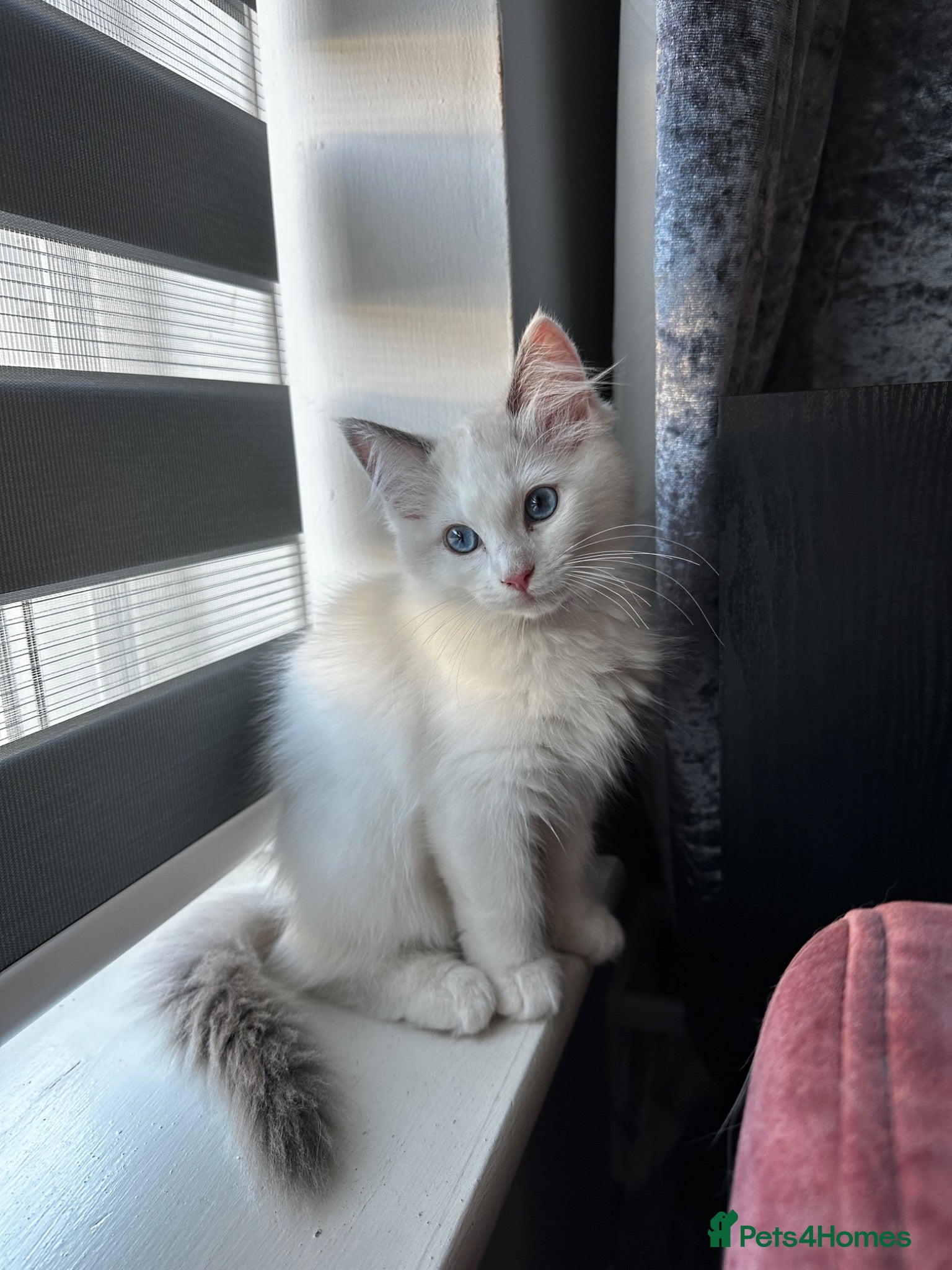 Ragdoll cats Ready for new home sweets kittens  - Advert 1