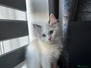 Ragdoll cats Ready for new home sweets kittens - Advert 1