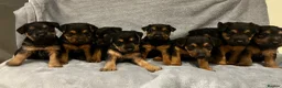 Lakeland Terrier dogs for sale: Beautiful Lakeland  - Advert 1