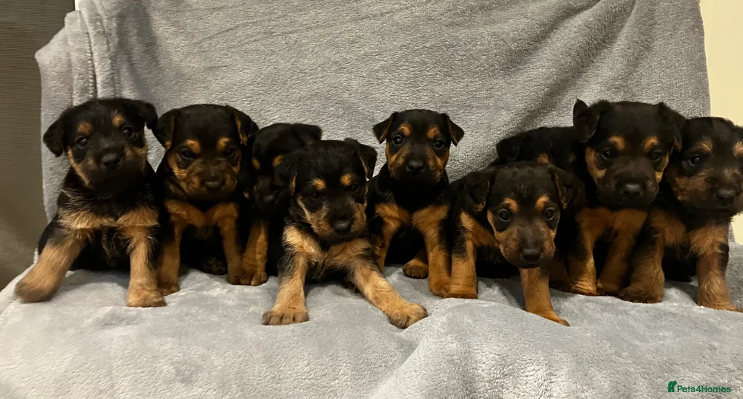 Lakeland Terrier dogs for sale: Beautiful Lakeland  - Advert 1