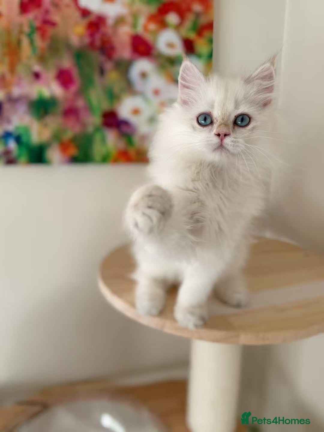 British Longhair cats for sale: Stunning Golden British Longhair Kittens - Advert 16