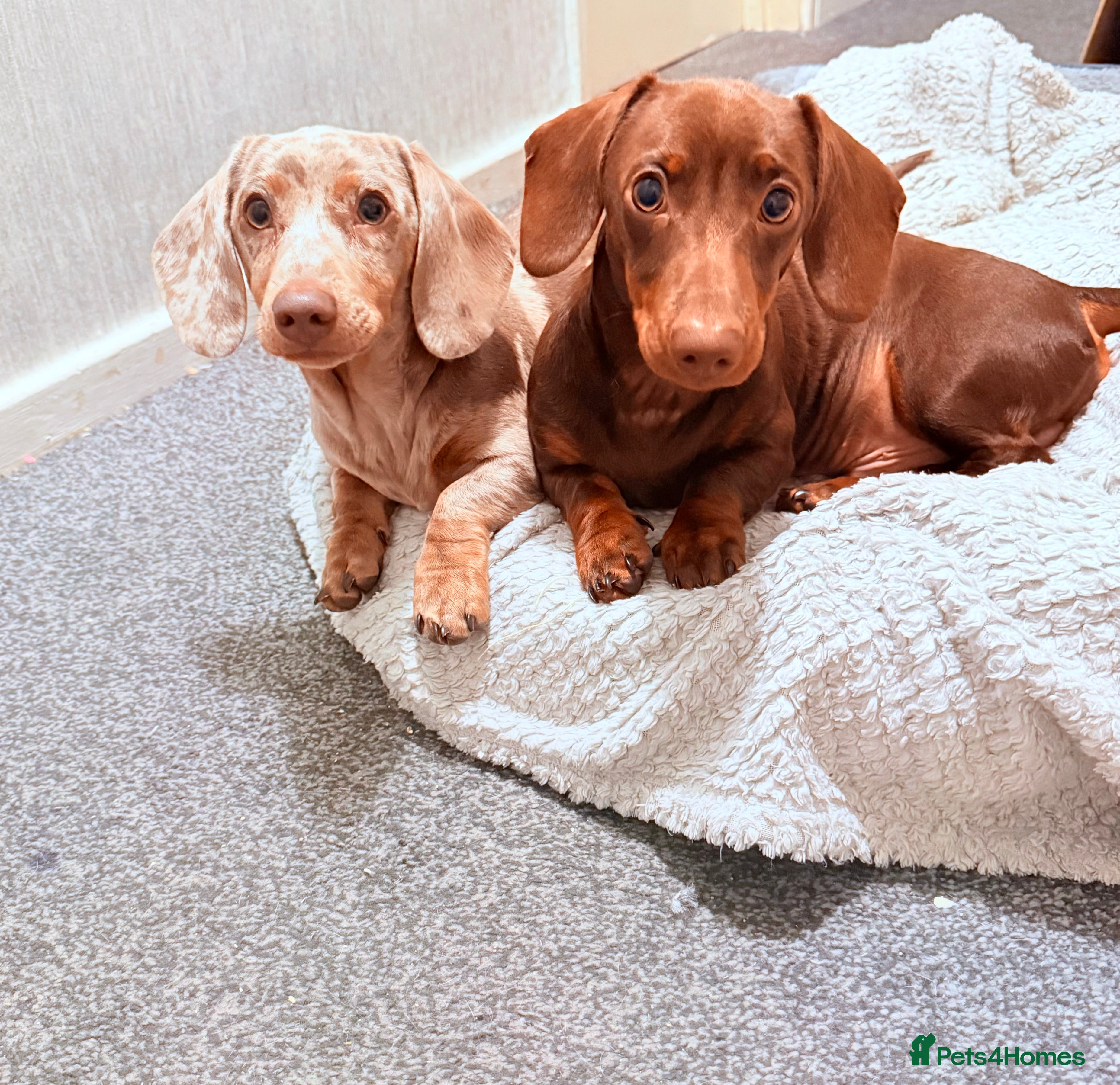 Dachshund dogs 2 male 8 month old dachshunds. - Advert 1