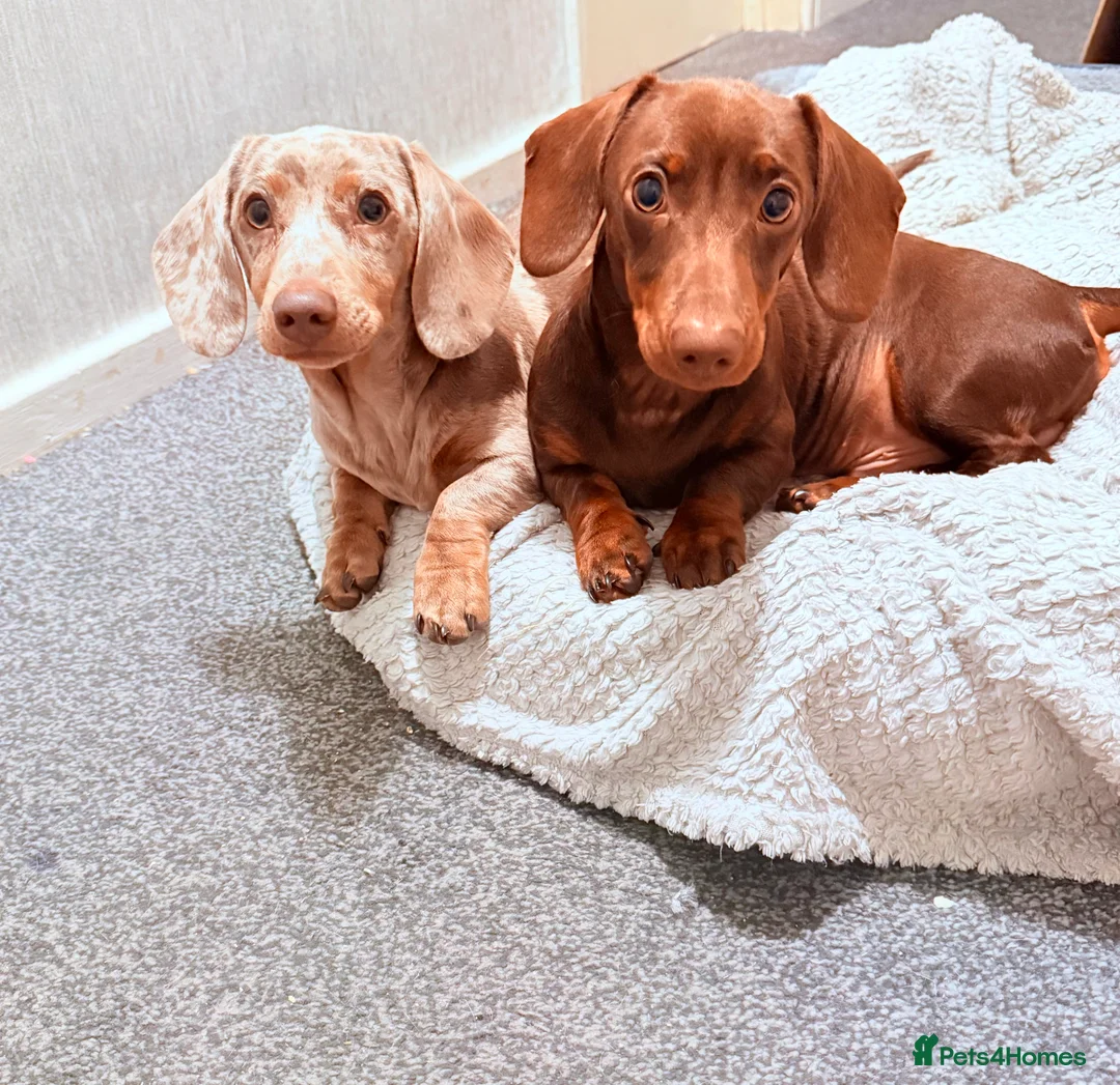 Dachshund dogs for sale: 2 male 8 month old dachshunds. - Advert 1