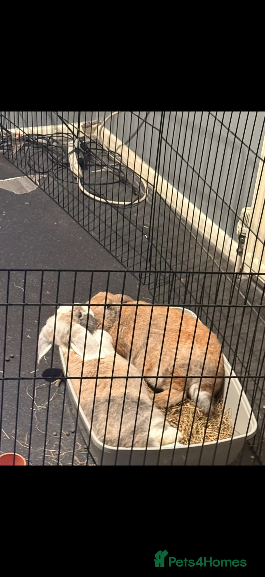 Mixed Breed rabbits for sale: 2 bonded rabbits - Advert 2