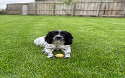 English Springer Spaniel dogs for sale: Springer spaniel puppies for sale  - Image 27