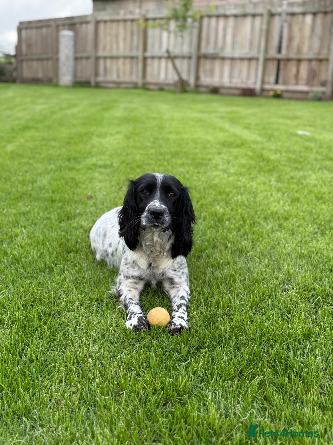 English Springer Spaniel dogs for sale: Springer spaniel puppies for sale  - Image 27