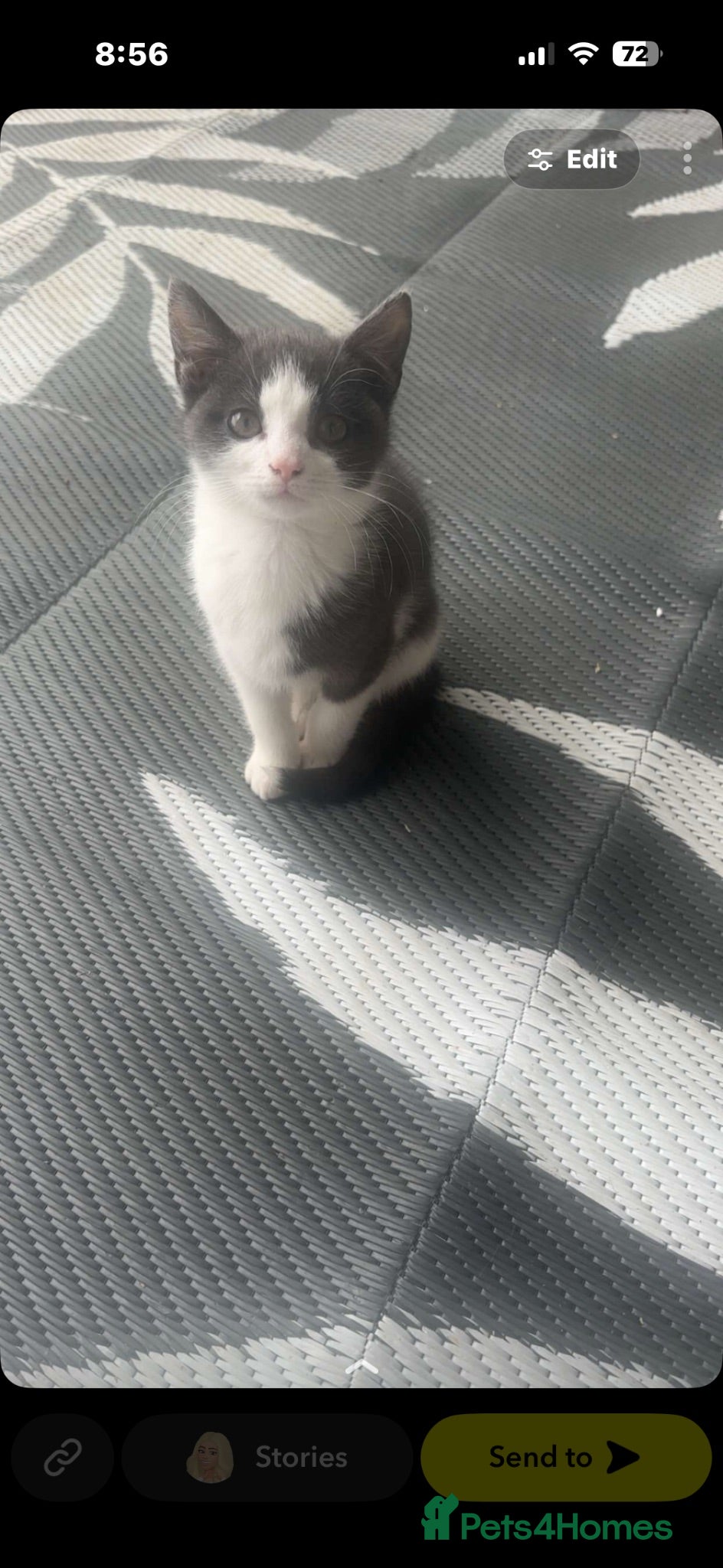 Mixed Breed cats Need of a loving home together.  - Advert 12