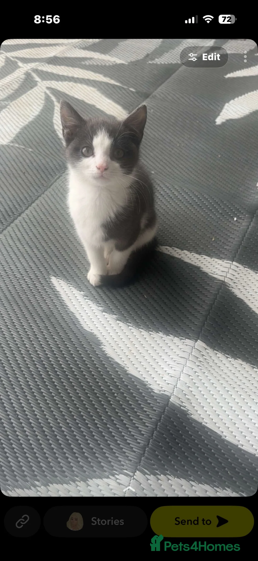 Mixed Breed cats for sale: Need of a loving home together.  in Northampton - Advert 1