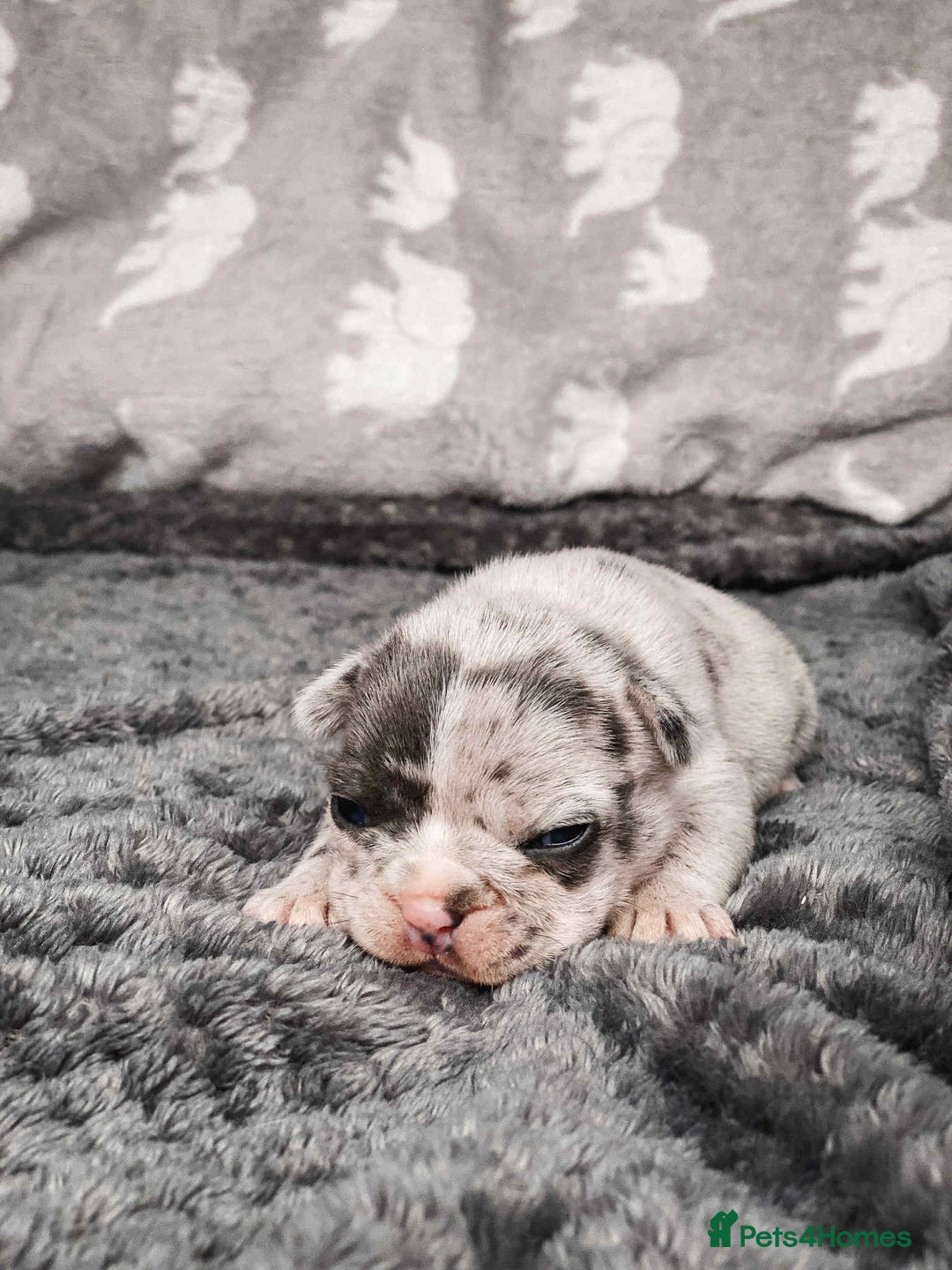 French Bulldog dogs for sale: French Bulldogs - Image 12