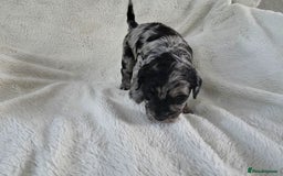Schnoodle dogs for sale: 3 Stunning F2b Mearle Schnoodle Puppies - Image 14