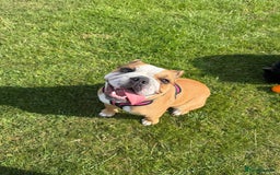 English Bulldog dogs for sale: English Bulldog - Image 2