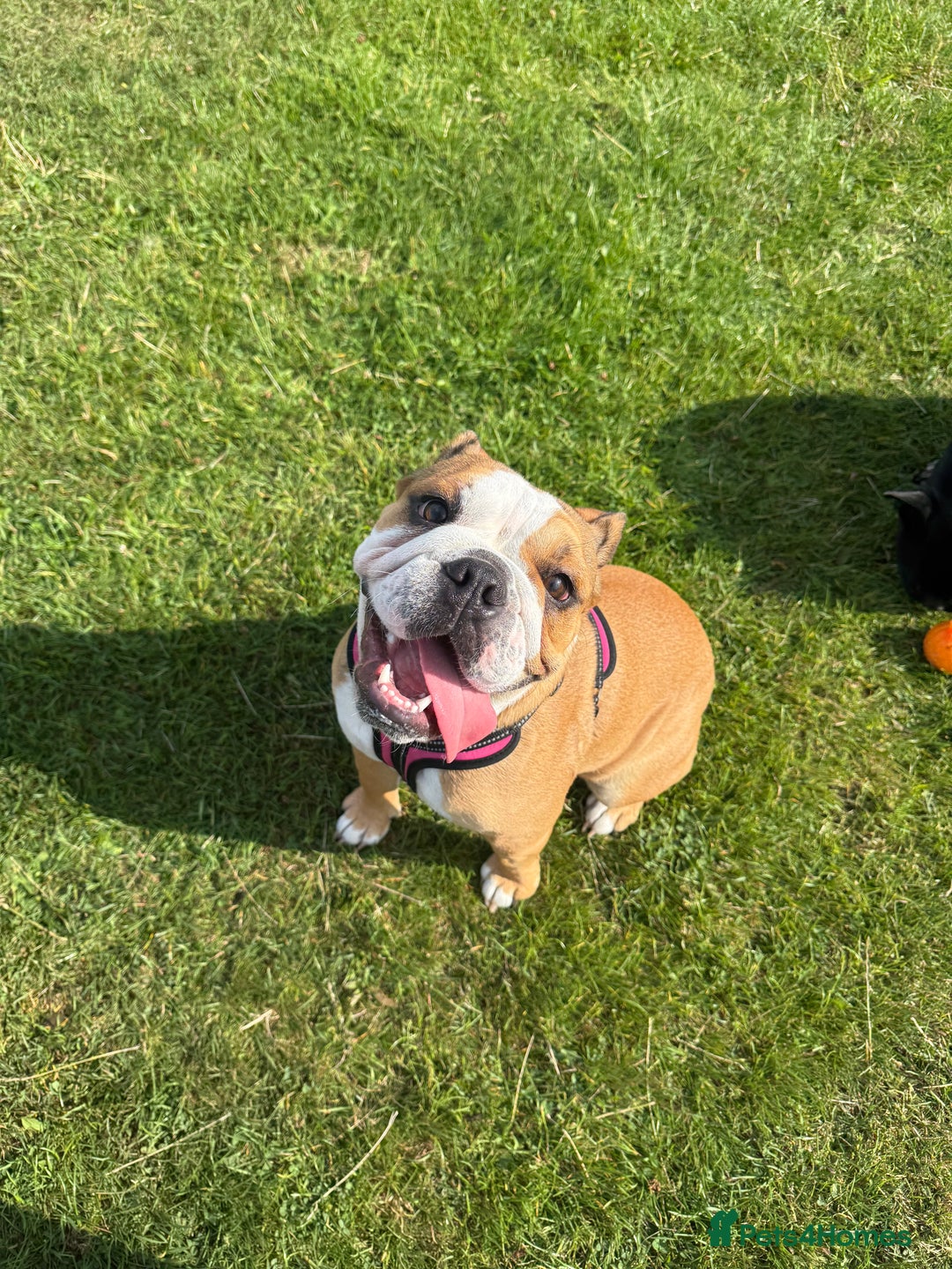 English Bulldog dogs for sale: English Bulldog - Image 2