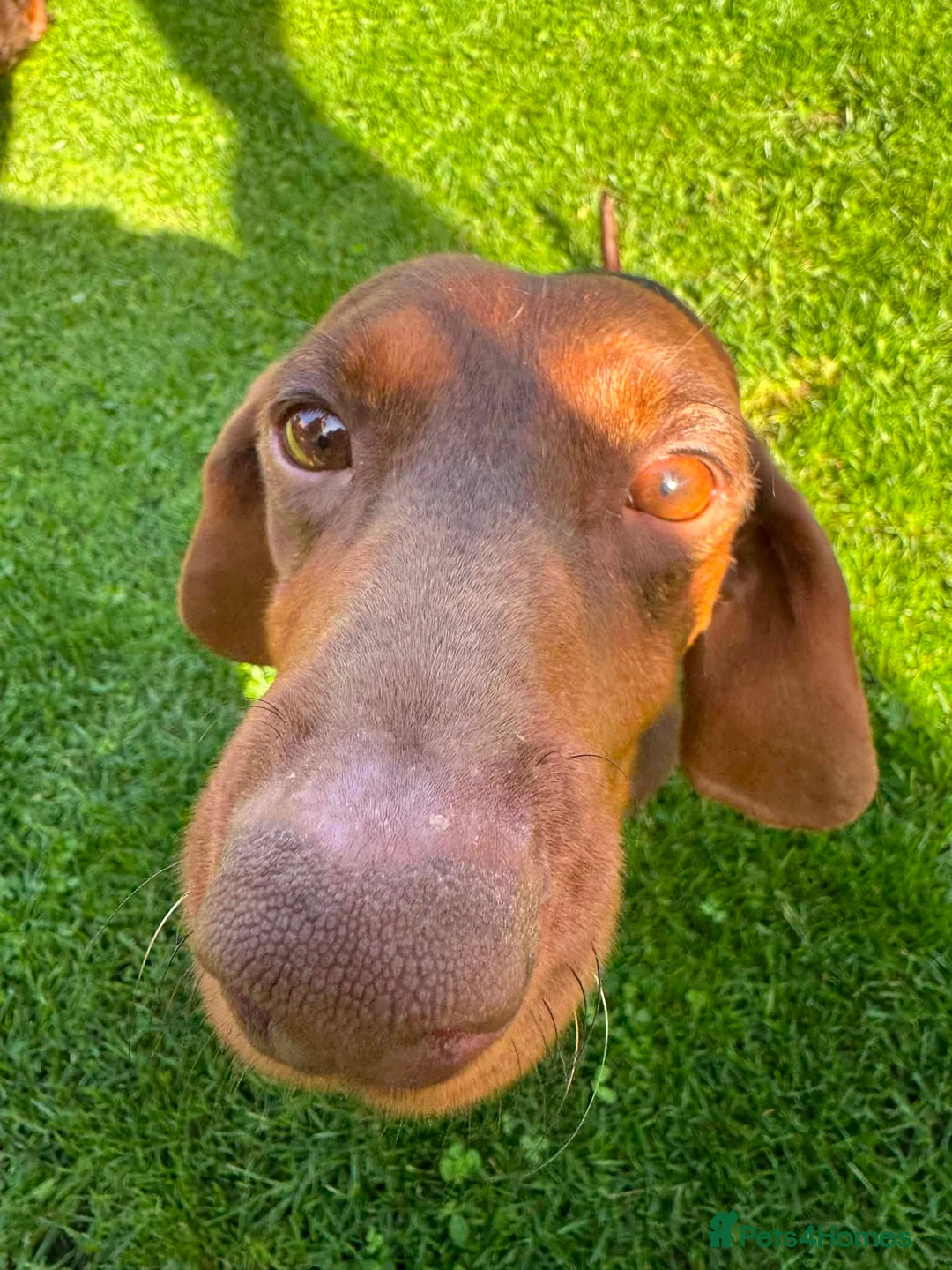 Miniature Dachshund dogs for sale: Miniature dachshund  - Advert 5