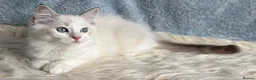 Ragdoll cats for sale: Beautiful Tica Register Kittens Ragdoll - Advert 6