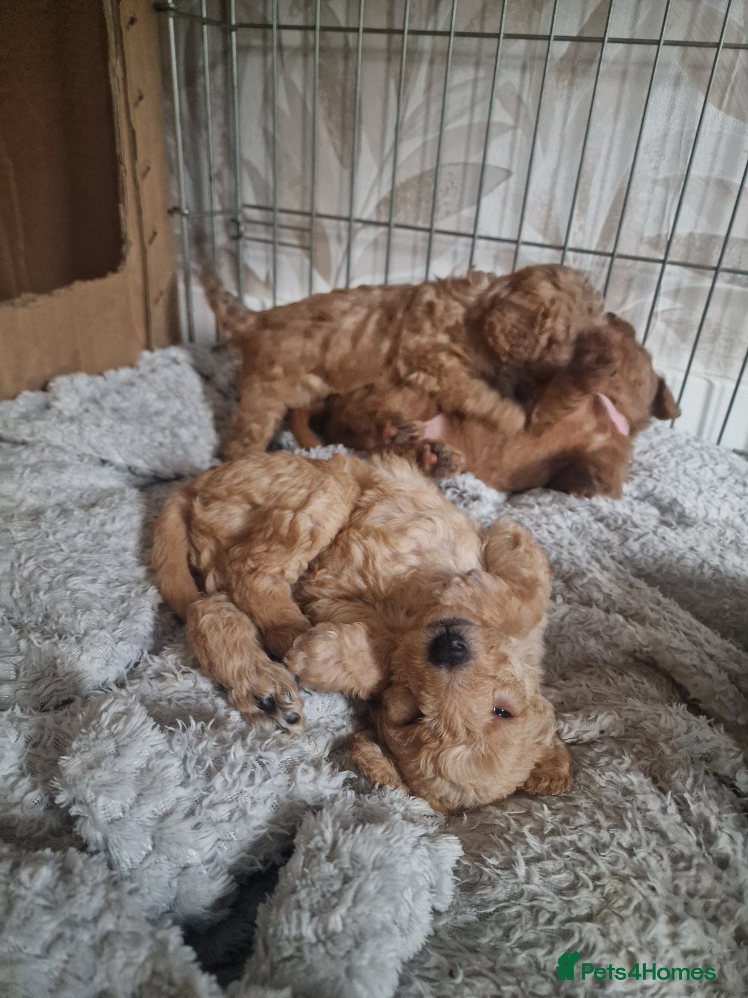 Jackapoo dogs Beautiful F1B jackapoo puppys  - Advert 2