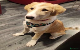 Mixed Breed dogs for sale: 💛🐾 Lovely Lisa 🐾💛 - Image 4