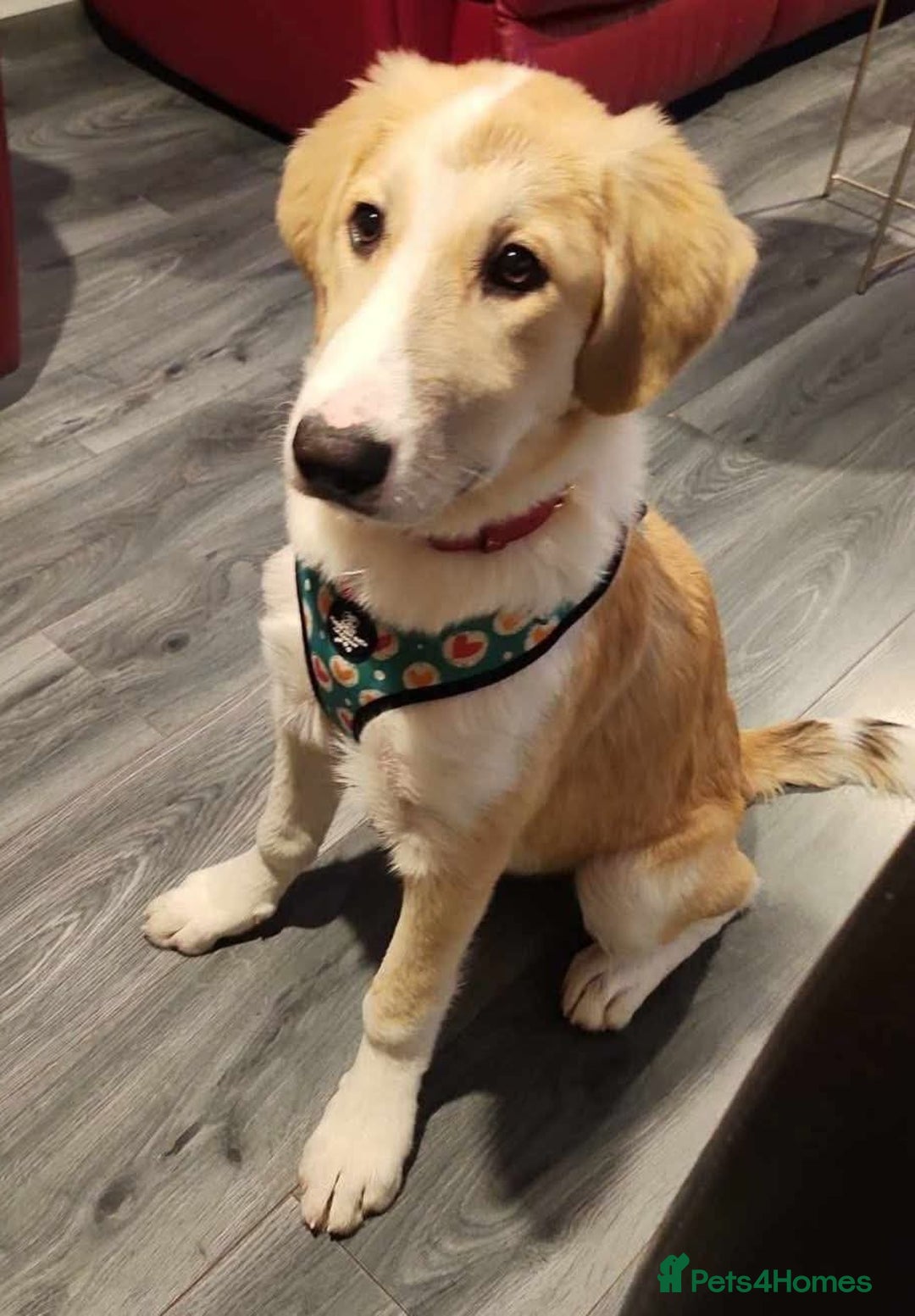 Mixed Breed dogs for sale: 💛🐾 Lovely Lisa 🐾💛 - Image 4