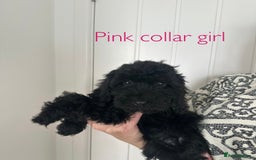Cockapoo dogs for sale: F1 cockapoo puppies *Ready to Leave* - Image 1