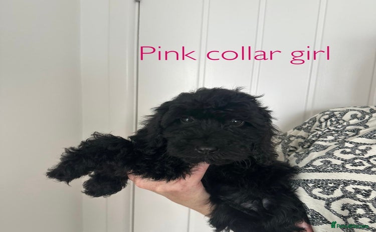 Cockapoo dogs - Advert 16