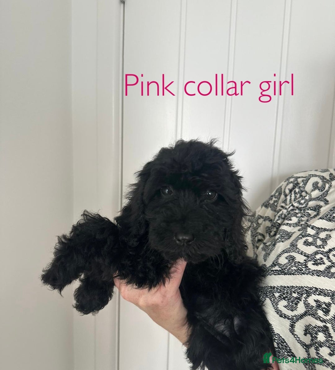 Cockapoo dogs for sale: F1 cockapoo puppies *Ready to Leave* - Image 1