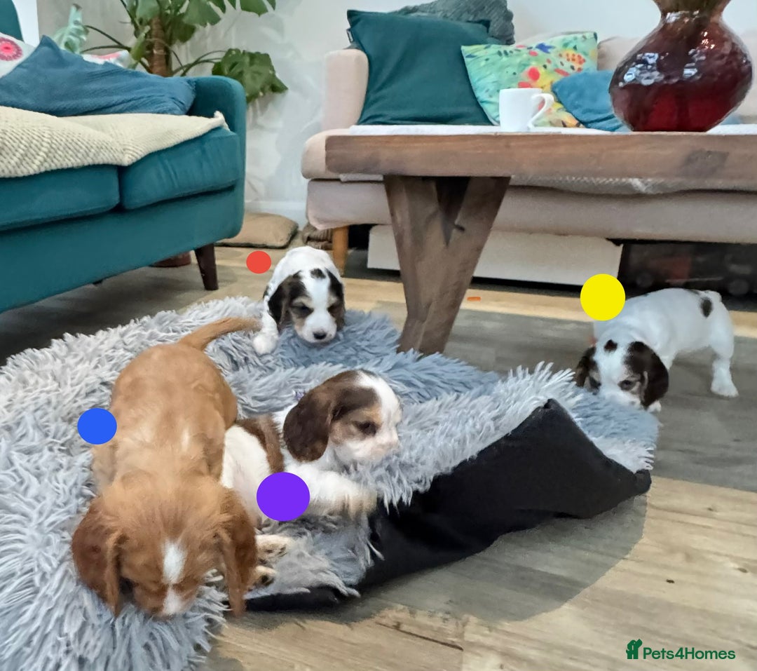 Cocker Spaniel dogs for sale: Fantastic Show / Working Cocker Spaniels - Advert 2