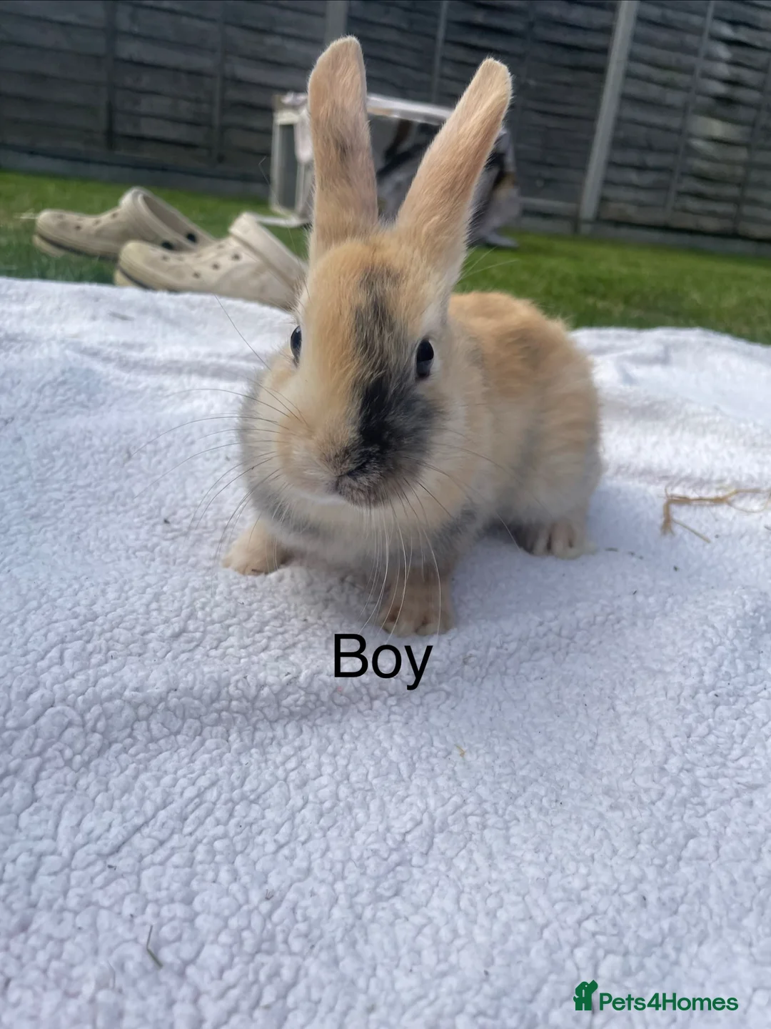 Mixed Breed rabbits for sale: Lop x Himalayan bunnies  - Advert 2