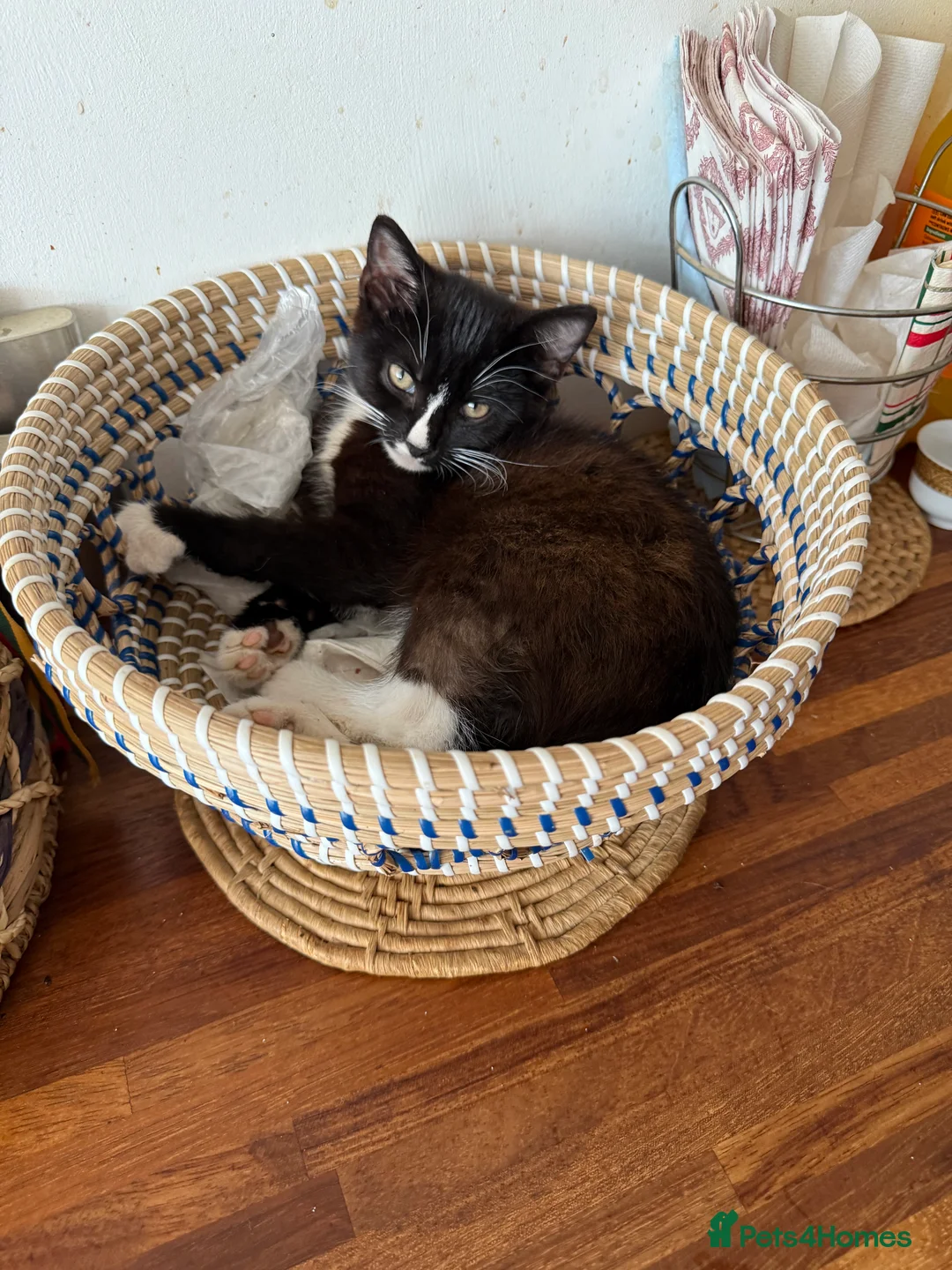 Mixed Breed cats for sale: Kitten looking for new home - Advert 14
