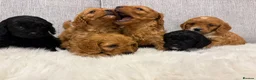 Cavapoo dogs for sale: F1 cavapoo puppies  - Advert 7