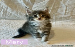 Maine Coon cats for sale: Pedigree Maine Coon Kittens Champion-Giant Russian - Image 13