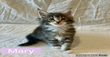 Maine Coon cats - Advert 4