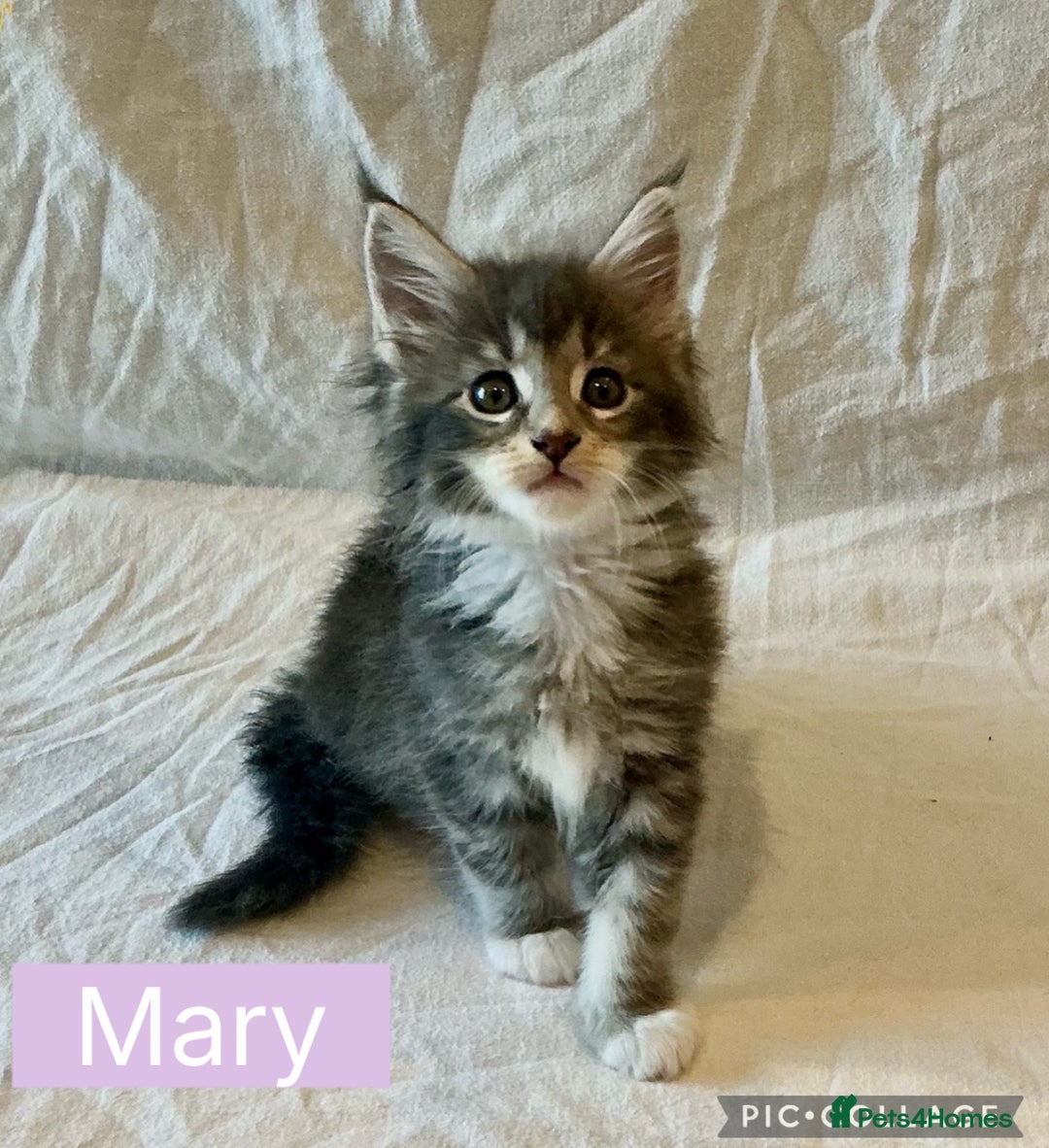 Maine Coon cats for sale: Pedigree Maine Coon Kittens Champion-Giant Russian - Image 13
