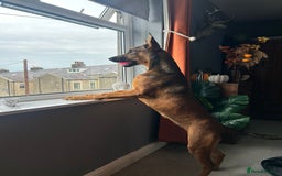 Mixed Breed dogs for sale: Friendly girl - Image 7
