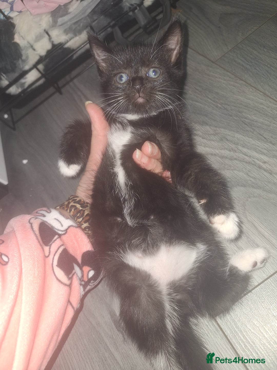 Domestic Shorthair cats for sale: Stunning kittens for sale. - Advert 9