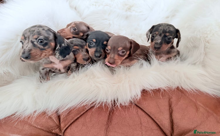 Miniature Dachshund dogs - Advert 2