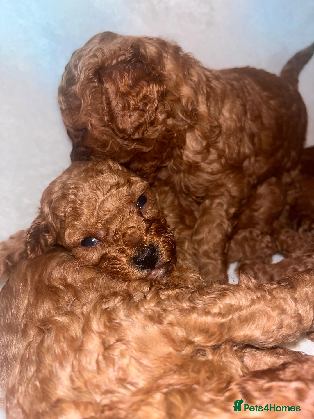 Cavapoo dogs for sale: Ready to leave F1bb deep red Cavapoo puppies  - Advert 35