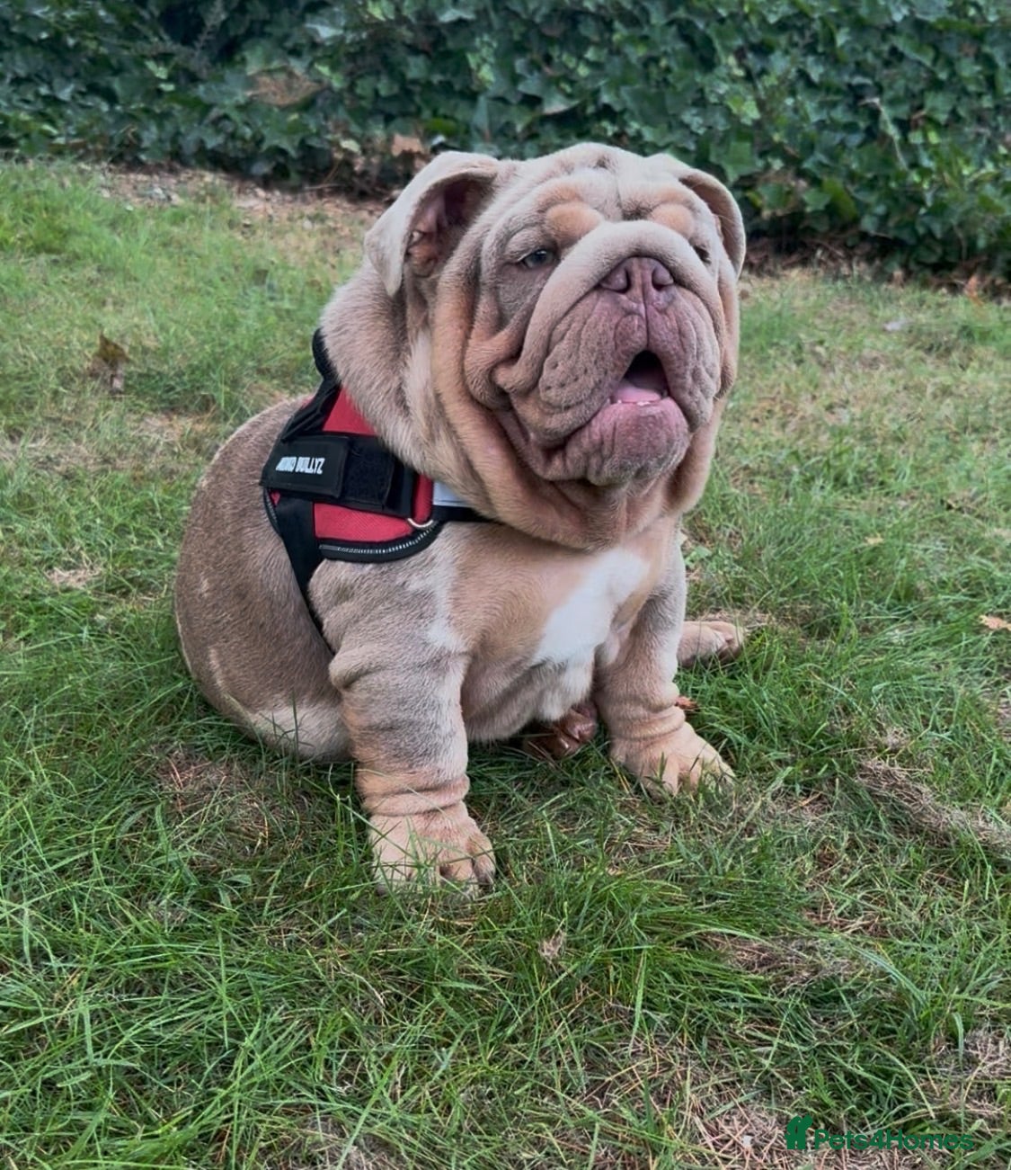 English Bulldog dogs Mr Muscles litter English Bulldogs - Advert 1