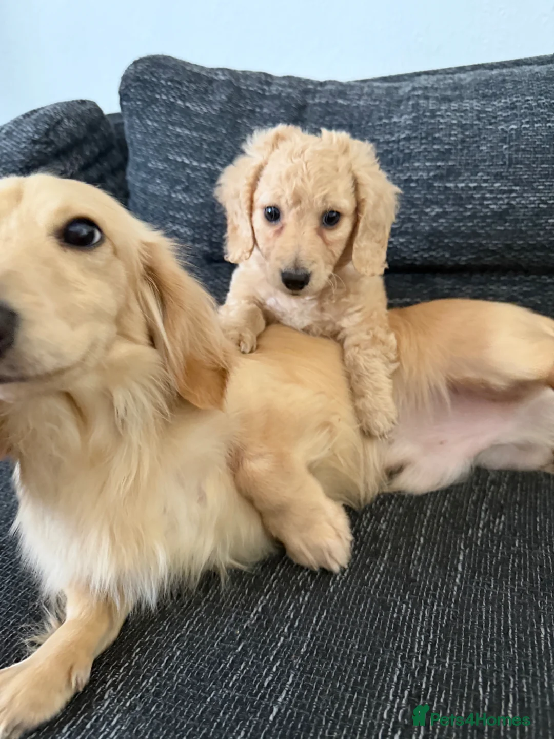 Dachshund dogs for sale: Cream long haired dachshund puppy - Advert 1