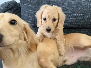 Dachshund dogs Cream long haired dachshund puppy - Advert 1