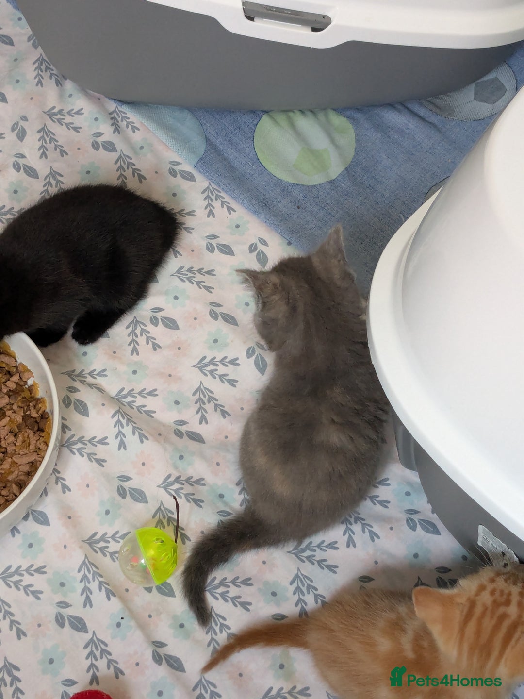 Mixed Breed cats for sale: Siamese/ragdoll/Scottish fold  - Image 20