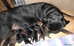 Mixed Breed dogs for sale: Rottweiler/pressa f1 - Image 10