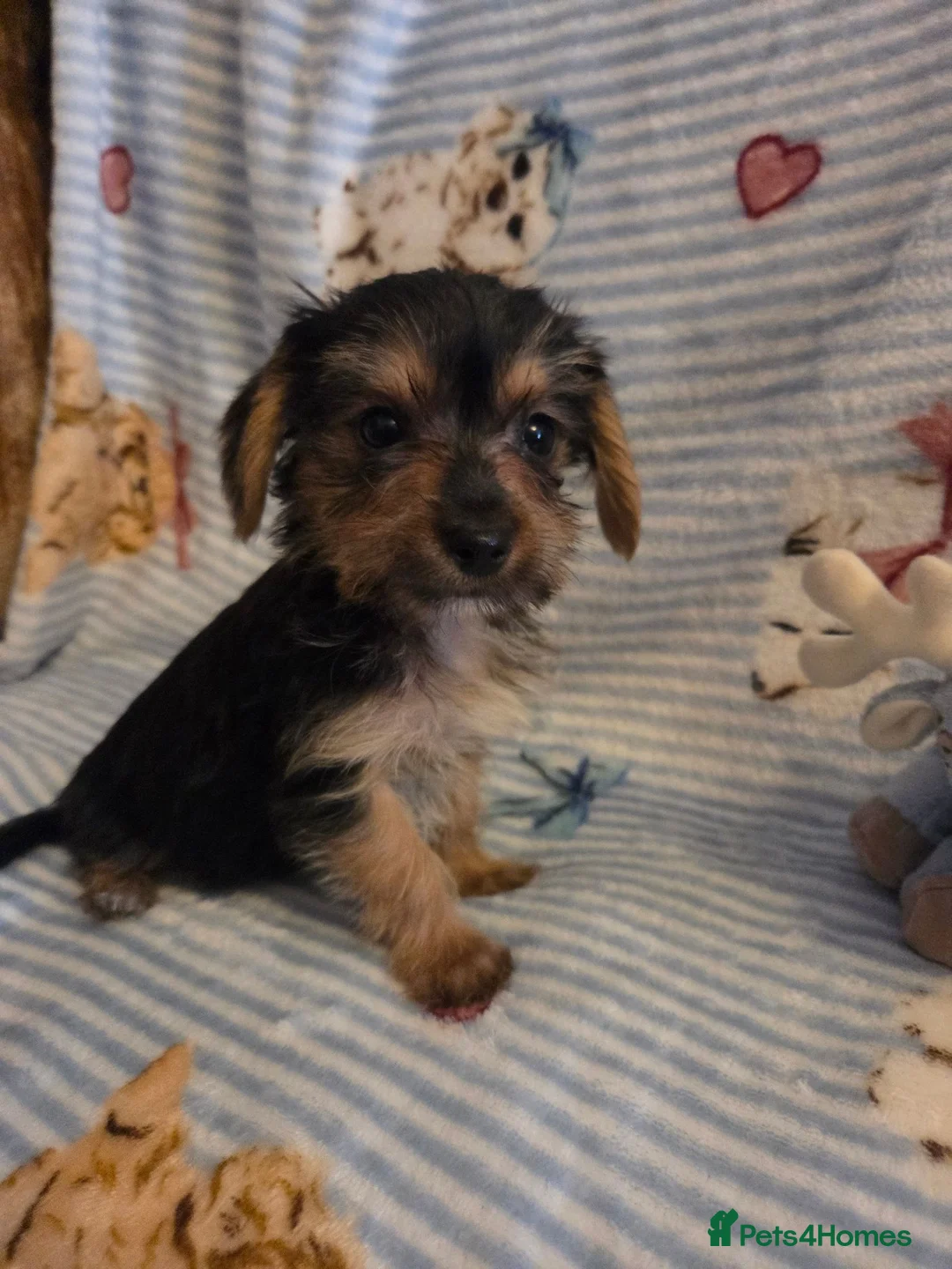 Mixed Breed dogs for sale: Jack russell x yorkshire terrier  - Advert 5