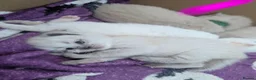 Ragamese cats for sale: Beautiful ragameise kittens  - Advert 11